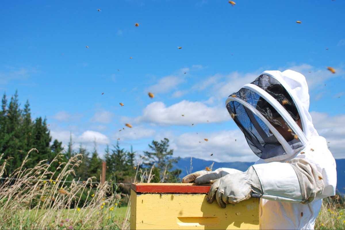 New Regulations on Bee-Harmful Pesticides and Registration Processes in Canada